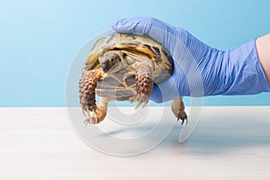 Help and treatment of rickets in turtles