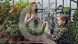 Helpful daughter is helping her mom in greenhouse sprinkling water on pot flowers using spray bottle. Agriculture