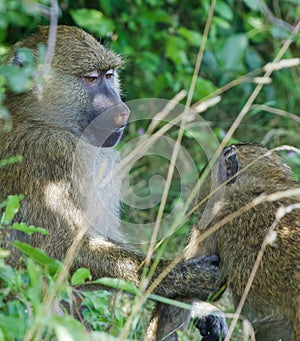 The helping from the baboons