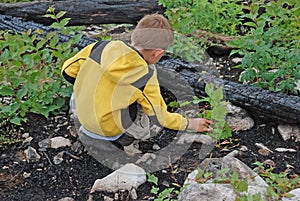 Helping the Forest Regrow