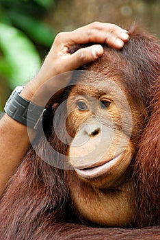 Helping hand - orang utan