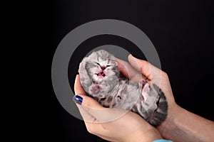 Helping hand for a small kitten