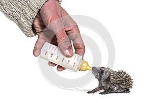 Helping human hand give food with a feeding bottle a Young European hedgehog photo