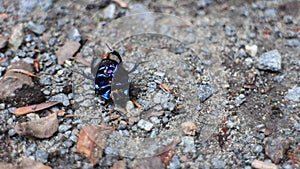 Helpless beetle lying on his back