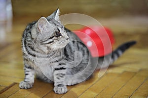 Helpless blind kitten. Beautiful striped cat with sick eyes. Selective focus