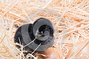 Helpless little chick still wet after hatching