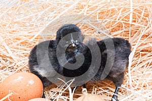 Helpless little chick still wet after hatching