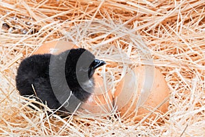 Helpless little chick still wet after hatching