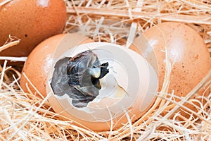 Helpless little chick still wet after hatching