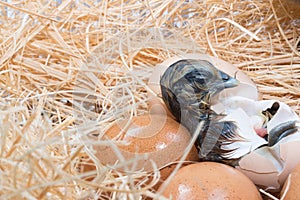 Helpless little chick still wet after hatching