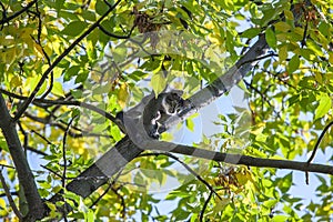 Helpless little kitten sitting on tree branch