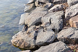 Helsinki, Finland. Family of geese on the island in the sea