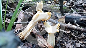 Helvella Crispa Mushroom