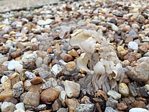 Helvella Crispa White Mushroom photo