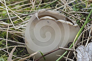 The Helvella leucomelaena is an inedible mushroom