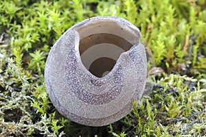 The Helvella leucomelaena is an inedible mushroom photo