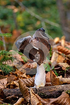 Helvella leucopus is a rare mushroom species
