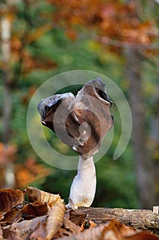 Helvella leucopus is a rare mushroom species