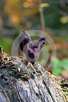 Helvella leucopus is a rare mushroom species