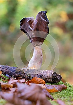 Helvella leucopus is a rare mushroom species