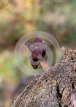 Helvella leucopus is a rare mushroom species