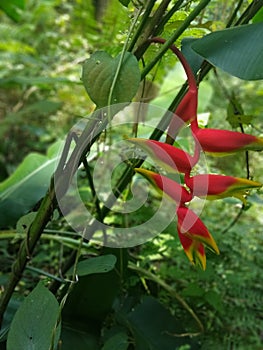 Helvetia flower red and yellow flowers