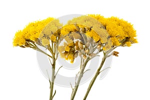 Helychrysum