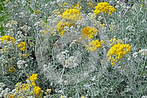 Helychrysum italicum