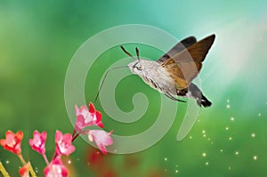 Hemaris fuciformis with flower