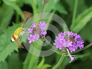 The detail view of the purple blooming Milkweeds blossoms with hummingbird clearwing moth