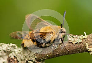 Hemaris Tityus