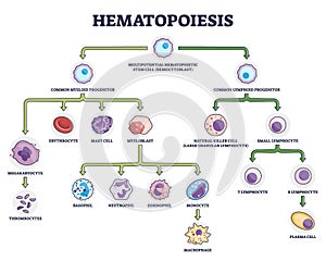 Hematopoiesis as blood cellular stem components formation outline diagram photo