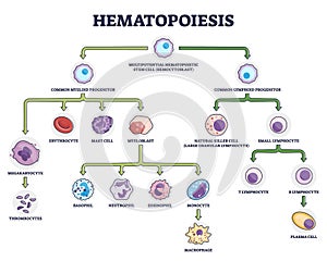 Hematopoiesis as blood cellular stem components formation outline diagram