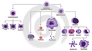 Hematopoiesis cell types scheme photo