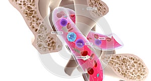 Hematopoiesis is the development of new blood cells. It occurs within the bone marrow photo