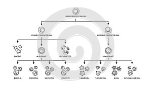 Hematopoiesis diagram. Human blood cells types with names. Scientific microbiology vector illustration in sketch style. blood photo