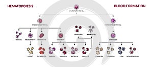 Hematopoiesis diagram. Human blood cells types with names. Scientific microbiology vector illustration in sketch style. blood photo