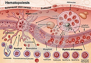 Of hematopoiesis, the process of blood cell formation in the bone