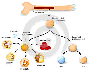 Hematopoietic stem cell photo