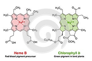 Heme and chlorophyll, similarities in their chemical structureHeme and chlorophyll similarities in chemical structure photo