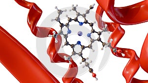 Heme molecule and protein structure in the white background.
