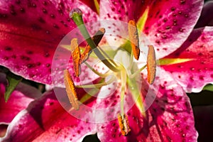 Hemerocallis