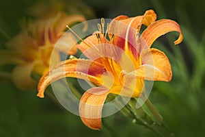 Hemerocallis