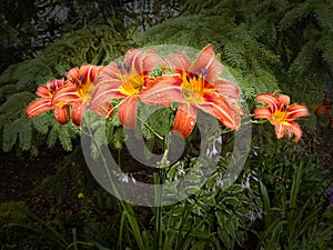 Hemerocallis