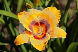 Hemerocallis