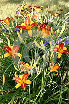 The hemerocallis blossoming in a flower bed.
