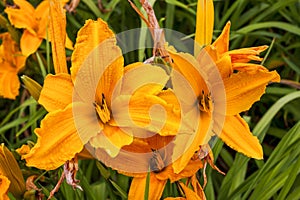 Hemerocallis `Burning Daylight`