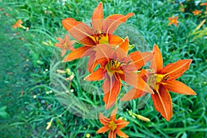 Hemerocallis citrina