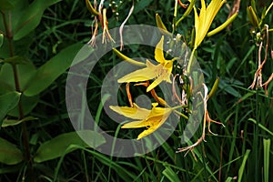 Hemerocallis citrina, common names citron daylily and long yellow daylily, is a species of herbaceous perennial plant in the photo