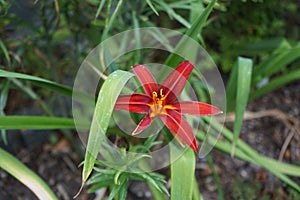 Hemerocallis x cultorum \'Crimson Pirate\' blooms in July. Berlin, Germany